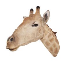 Taxidermy: South African Giraffe (Giraffa camelopardalis), late 20th century, South Africa, an adult