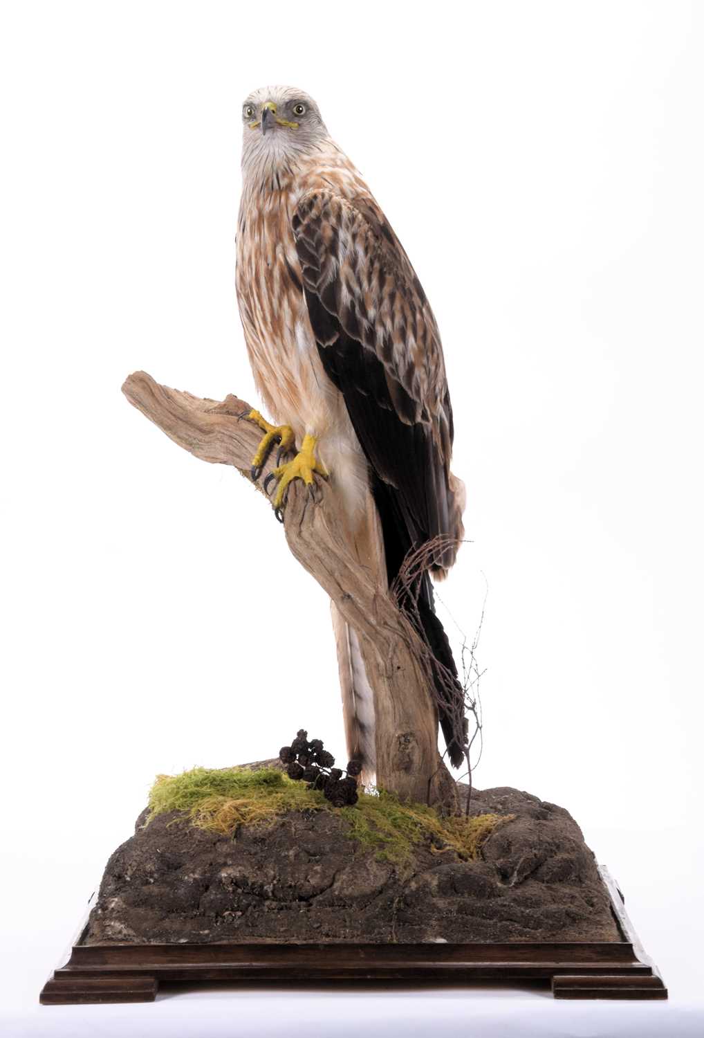 Taxidermy: A Cased Red Kite (Milvus milvus), dated 2023, a full mount adult with head turning to the - Image 2 of 10