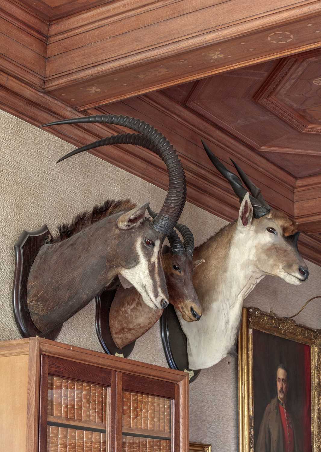 Taxidermy: Southern Sable Antelope (Hippotragus niger niger), dated 1920, Kafue, Zambia, by - Image 8 of 10