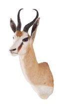 Taxidermy: South African Springbok (Antidorcas marsupialis), dated 2011, South Africa, a high