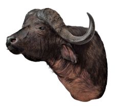 Taxidermy: Cape Buffalo (Syncerus caffer), circa 2019, Zimbabwe, Africa, by William Hales, Claxby St