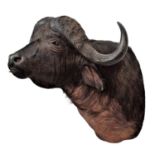 Taxidermy: Cape Buffalo (Syncerus caffer), circa 2019, Zimbabwe, Africa, by William Hales, Claxby St