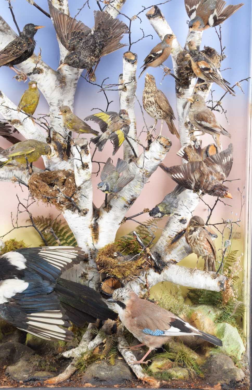 Taxidermy: A Large Late Victorian Diorama of British Woodland Birds, circa 1880-1900, by James E. - Image 8 of 10