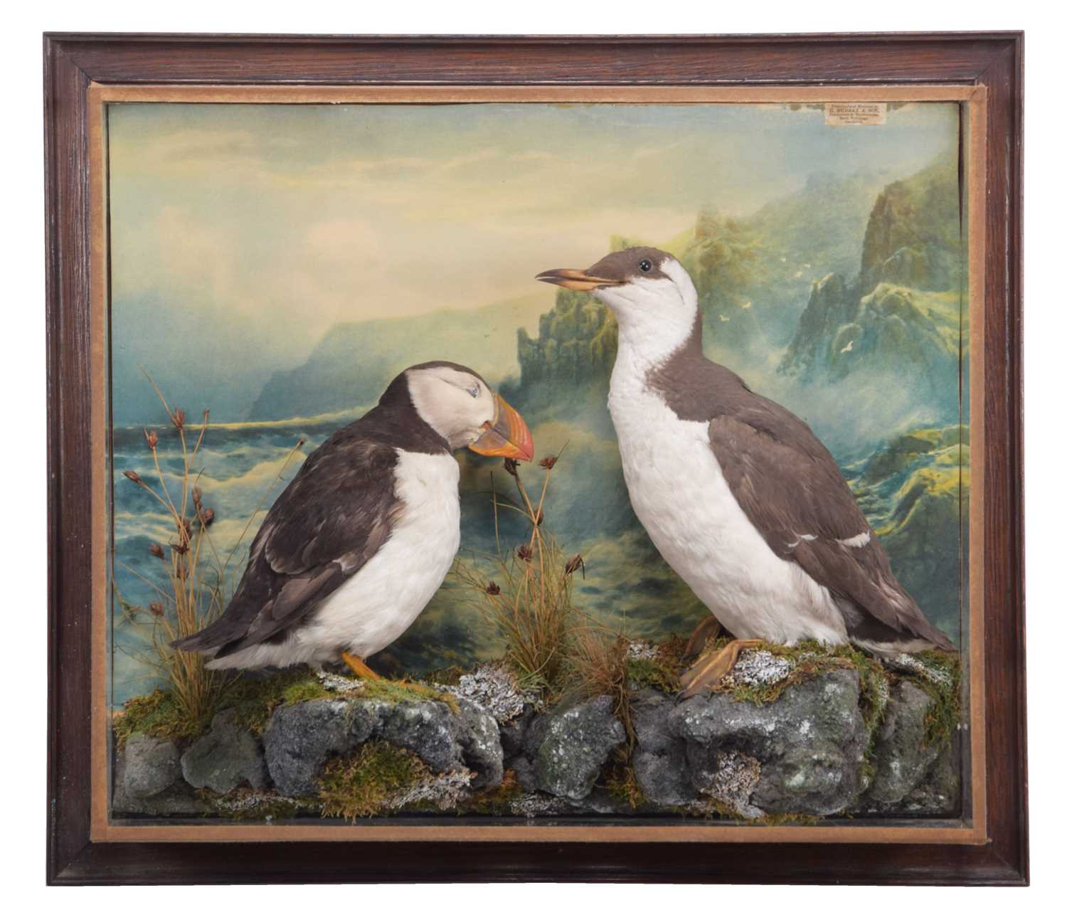 Taxidermy: Cased Puffin & Guillemot (Fratercula arctica/Uria aalge) circa early 20th century, by
