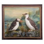 Taxidermy: Cased Puffin & Guillemot (Fratercula arctica/Uria aalge) circa early 20th century, by