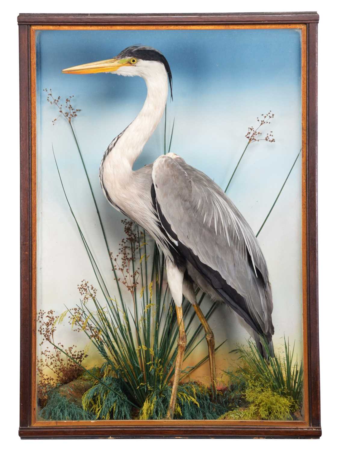 Taxidermy: A Cased European Grey Heron (Ardea cinerea), circa 1880-1933, by Thomas Jefferies,