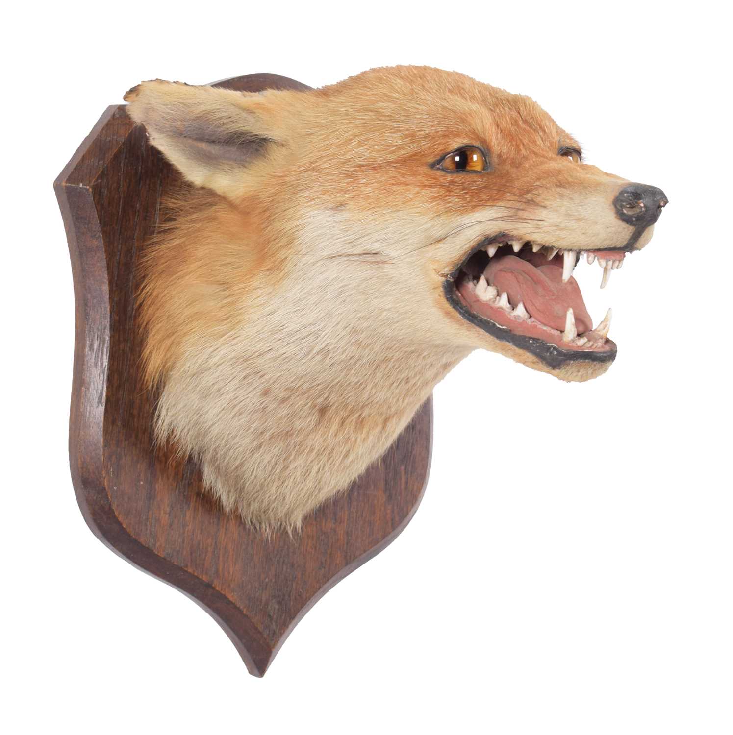 Taxidermy: Red Fox Mask (Vulpes vulpes), circa early 20th century, by Peter Spicer & Sons, - Image 2 of 4