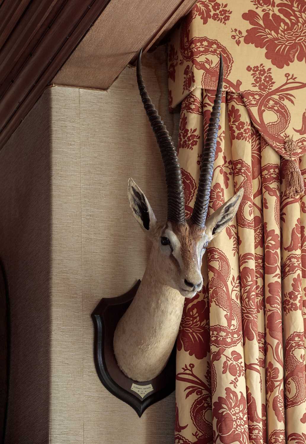 Taxidermy: Northern Grant's Gazelle (Nanger notata), dated 1912, British East Africa, by Rowland - Image 7 of 7