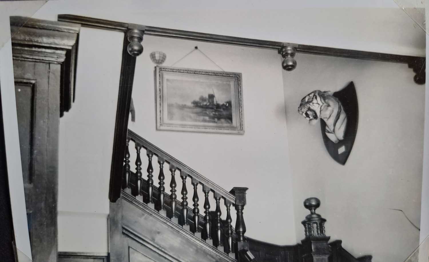 Taxidermy: Bengal Tiger (Panthera tigris tigris), dated January 24th 1930, by Van Ingen & Van Ingen, - Image 18 of 20