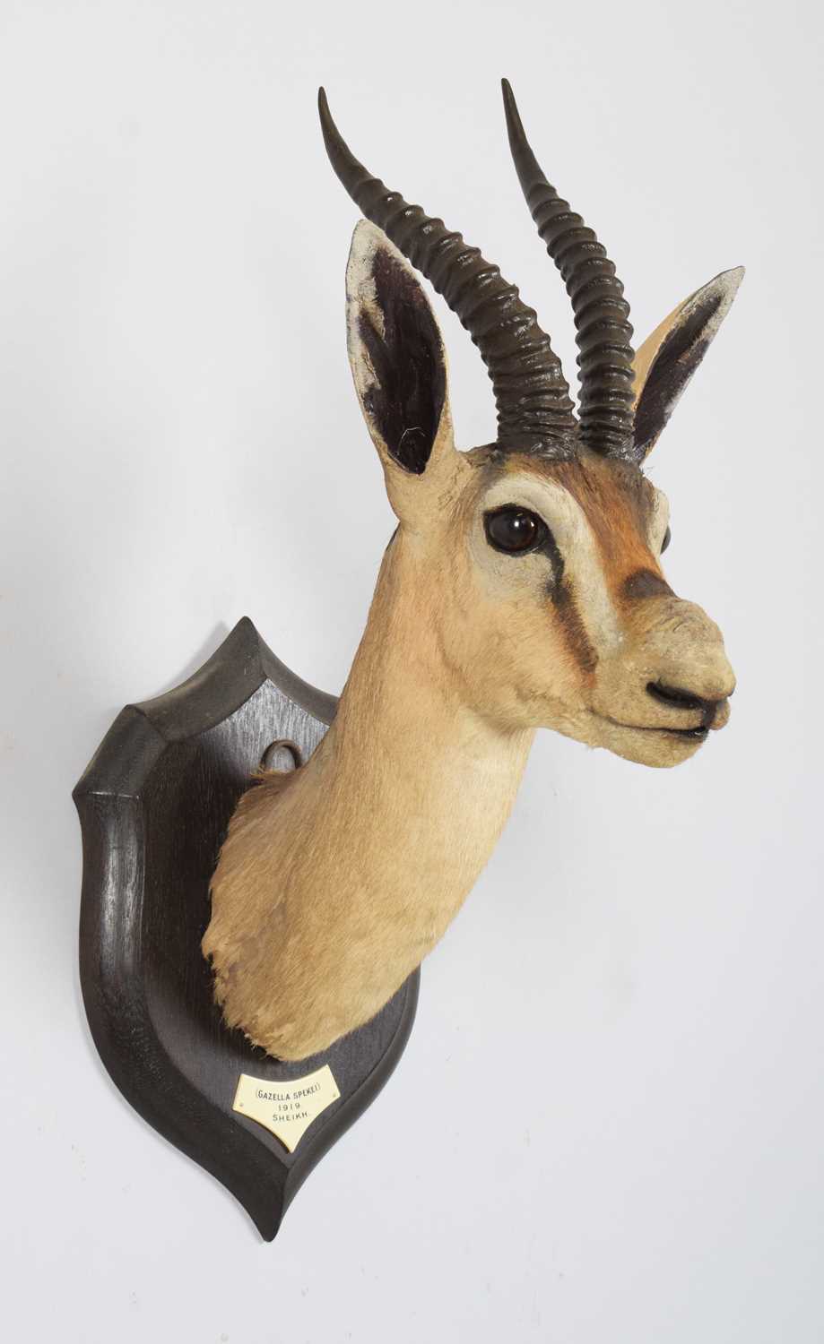 Taxidermy: A Rare Speke's Gazelle (Gazella spekei), date 1919, Sheikh, Somalia, by Rowland Ward Ltd, - Image 3 of 5