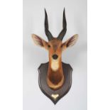 Taxidermy: Cape Bushbuck (Tragelaphus sylvaticus), dated 1909, British East Africa, by Rowland