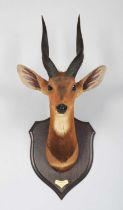 Taxidermy: Cape Bushbuck (Tragelaphus sylvaticus), dated 1909, British East Africa, by Rowland