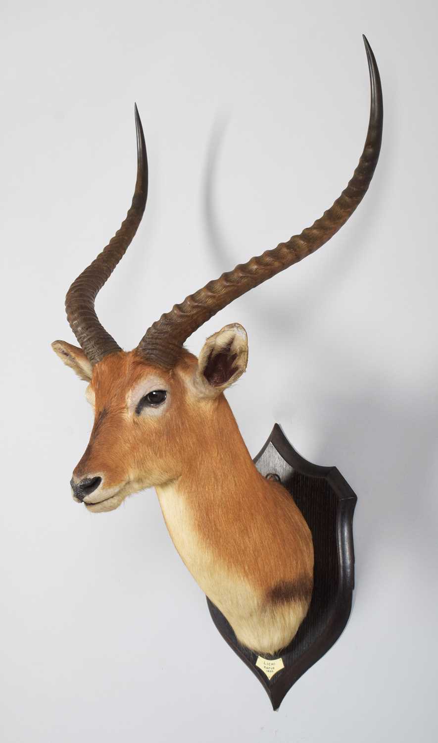 Taxidermy: Red Lechwe (Kobus leche), dated 1920, Kafue, Zambia, by Rowland Ward Ltd, "The Jungle", - Image 2 of 8