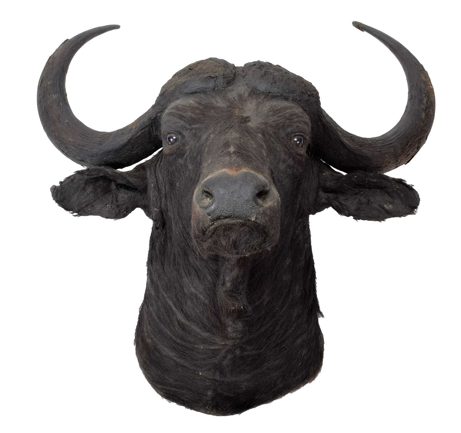 Taxidermy: Cape Buffalo (Syncerus caffer), circa 1970, Kenya, East Africa, a good-quality adult bull - Image 3 of 3