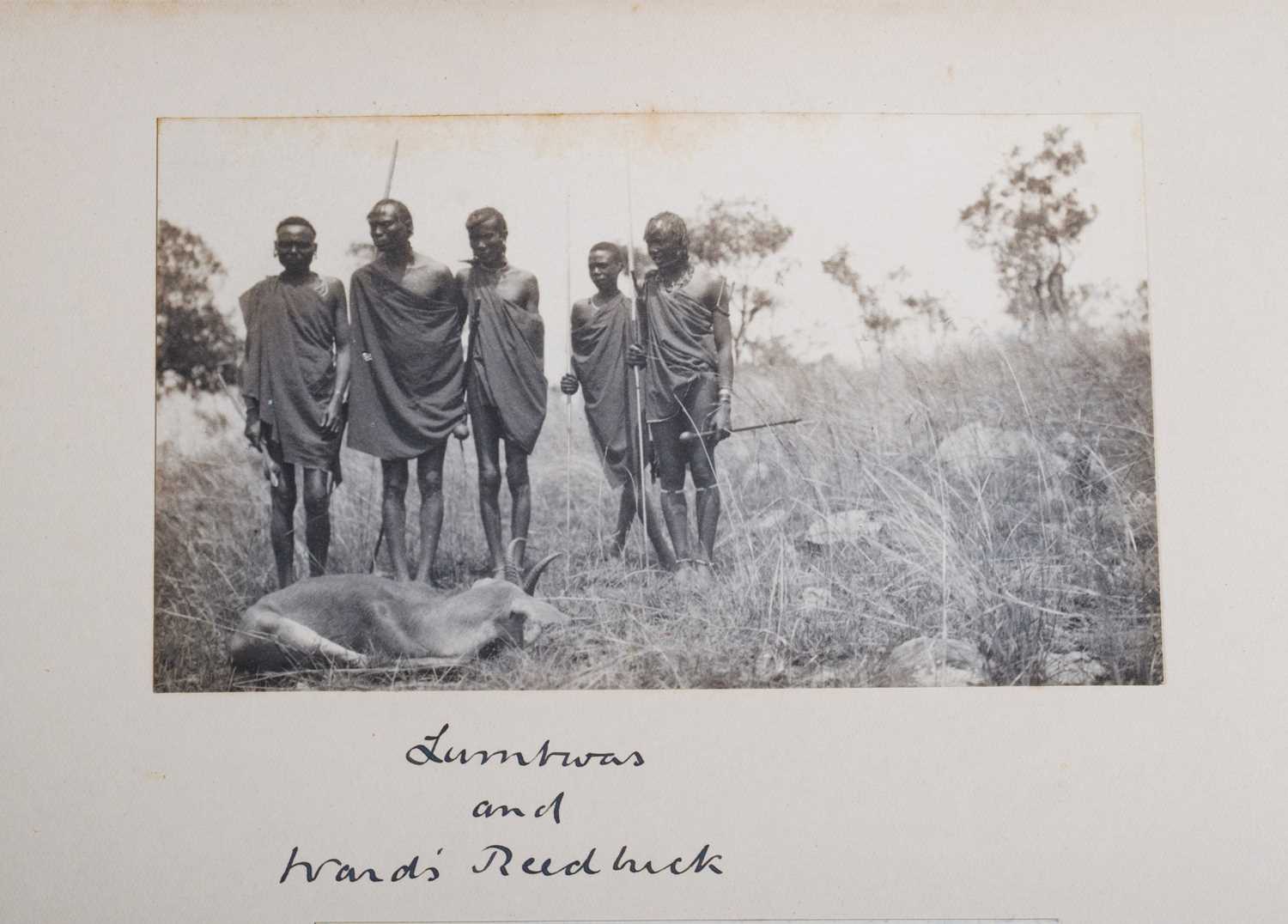 Taxidermy: Ward's or Eastern Bohor Reedbuck (Redunca bohor), dated 1909, British East Africa, by - Image 6 of 7