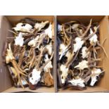 Antlers/Horns: A Collection of European Roebuck Antlers (Capreolus capreolus), sixty sets of adult