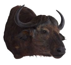 Taxidermy: Cape Buffalo (Syncerus caffer), circa late 20th century, South Africa, a large good