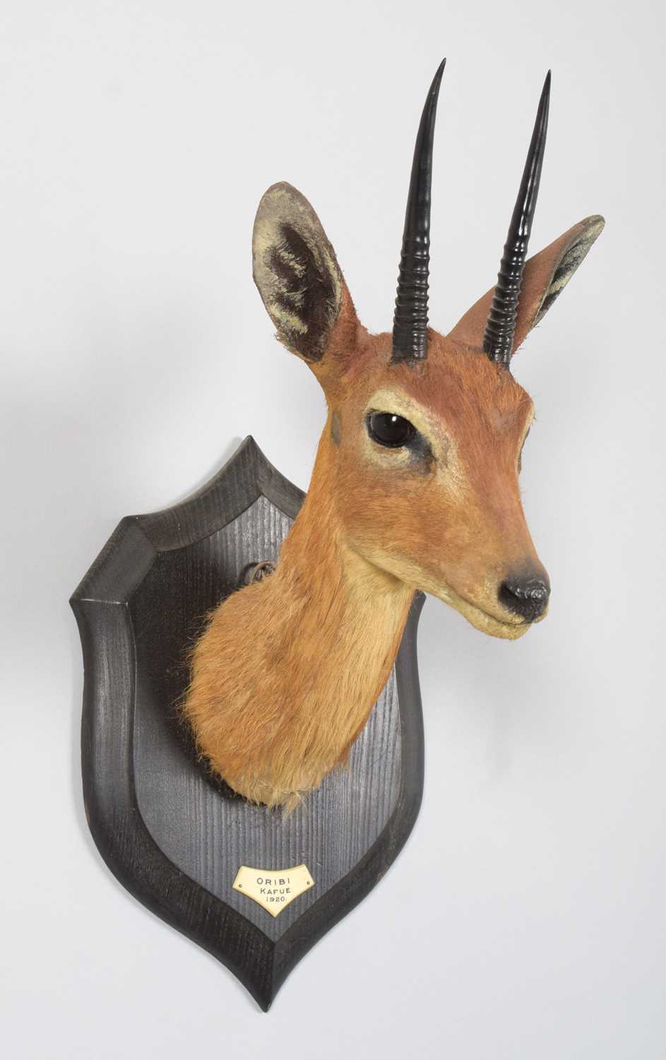 Taxidermy: Central Oribi (Ourebia hastata), dated 1920, Kafue, Zambia, by Rowland Ward Ltd, "The - Image 3 of 5