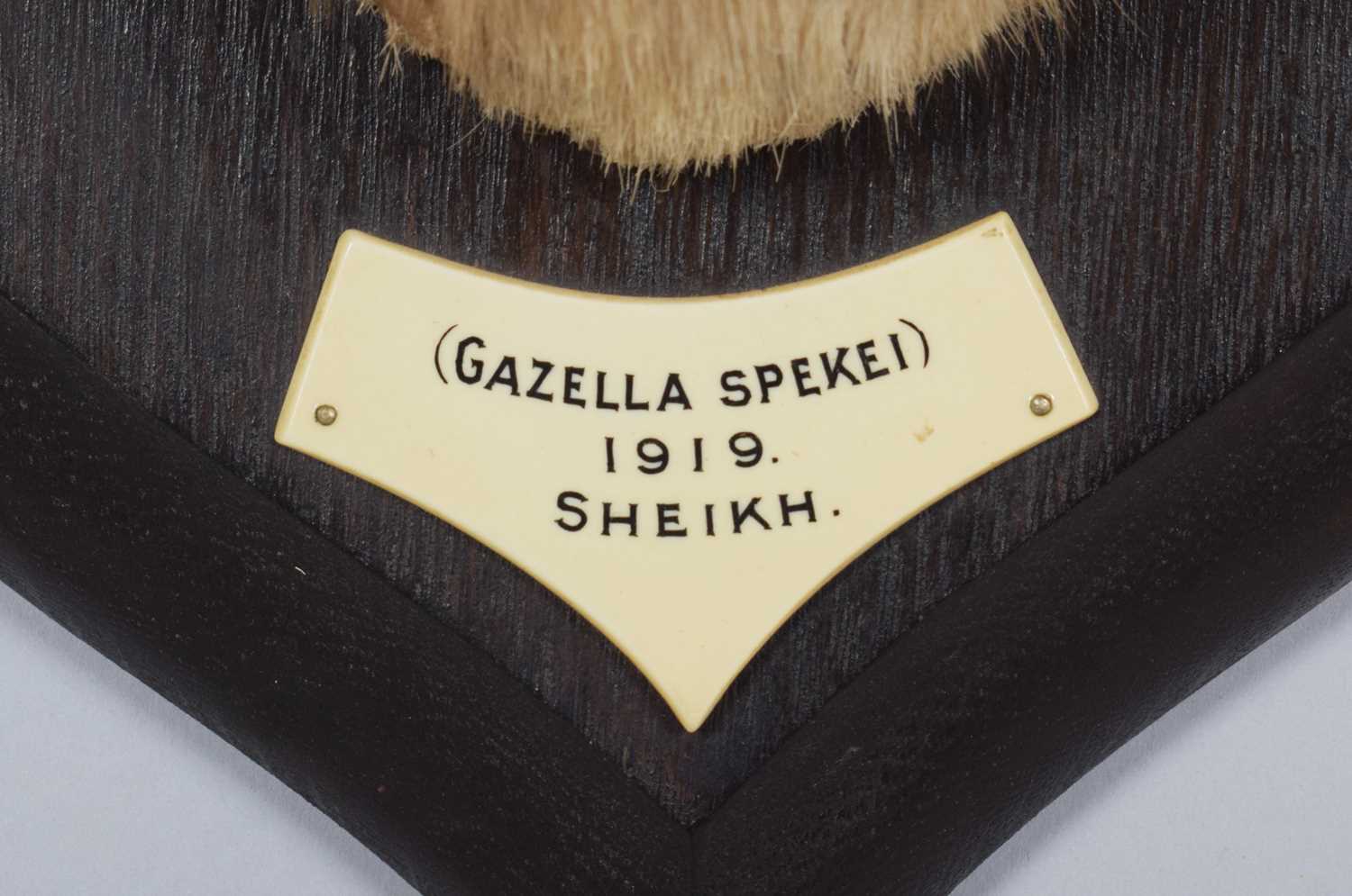 Taxidermy: A Rare Speke's Gazelle (Gazella spekei), date 1919, Sheikh, Somalia, by Rowland Ward Ltd, - Image 4 of 5