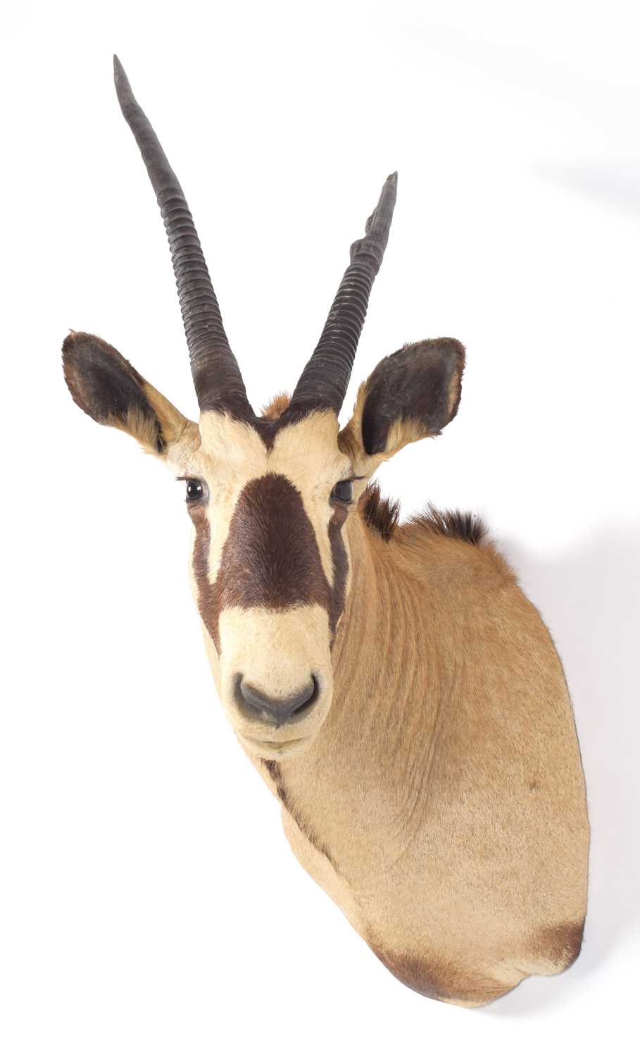 Taxidermy: Gemsbok Oryx (Oryx gazella), circa late 20th century, South Africa, a large adult male - Image 4 of 4