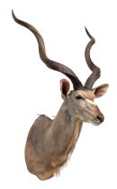 Taxidermy: Cape Greater Kudu (Strepsiceros strepsiceros), circa 2007, Namibia, Africa, a high