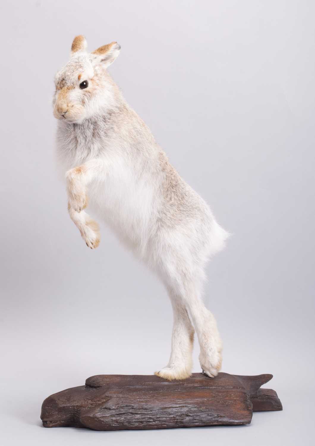 Taxidermy: Scottish Mountain Hare (Lepus timidus), modern, by Brian Lancaster, Taxidermy, Bedale,