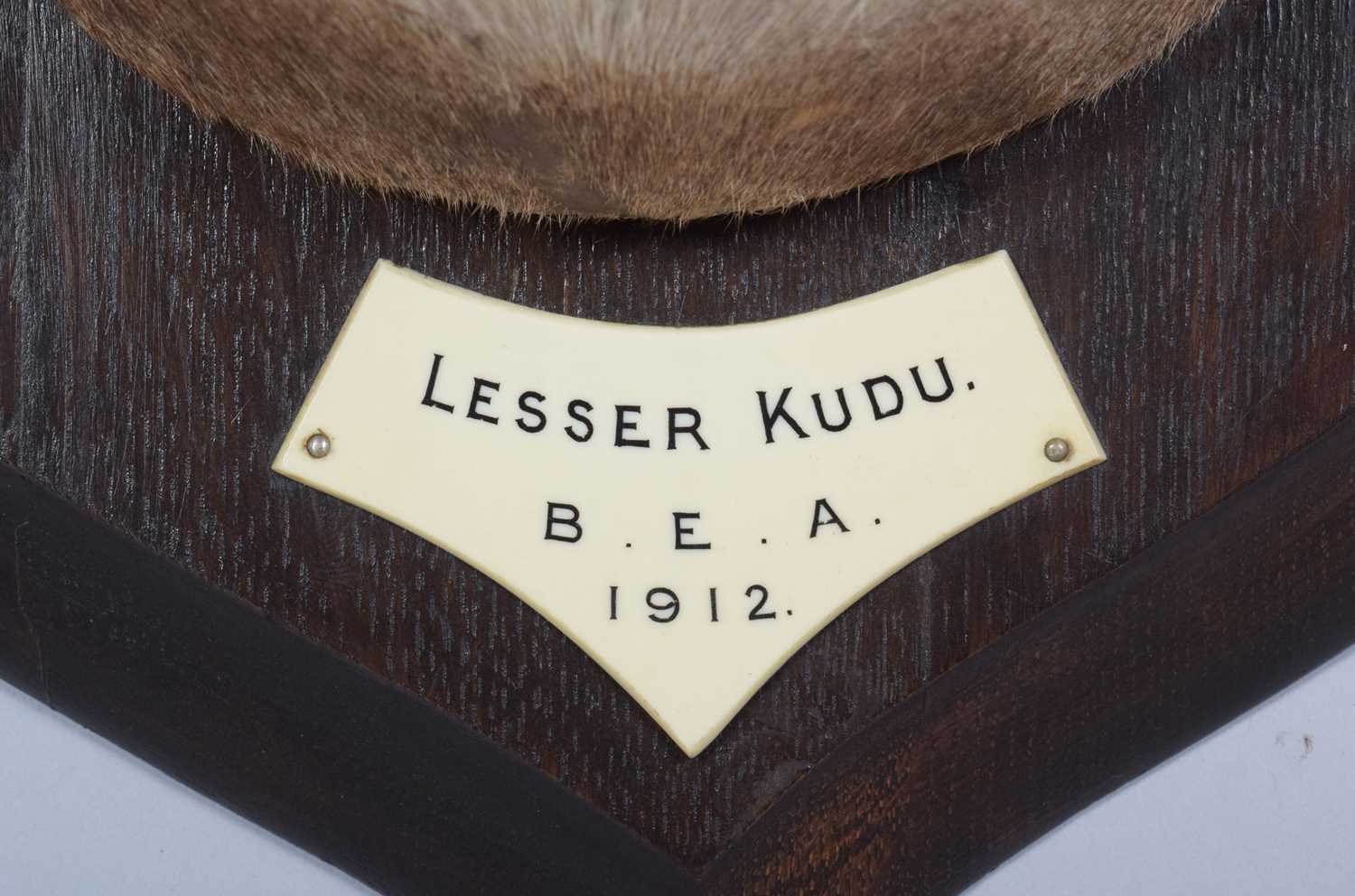 Taxidermy: Lesser Kudu (Tragelaphus imberbis), dated 1912, British East Africa, by Rowland Ward Ltd, - Image 4 of 8