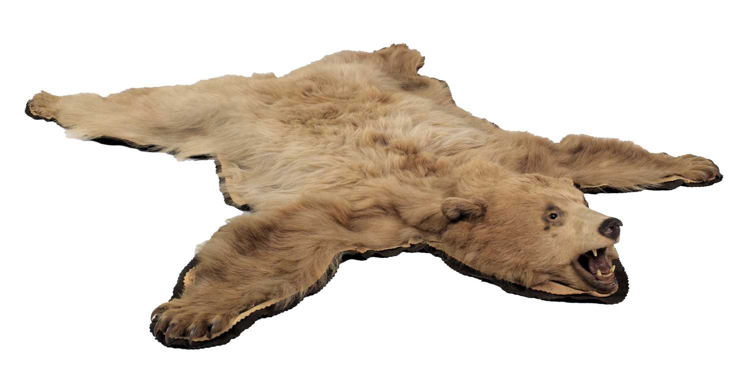 Taxidermy: Cinnamon Coloured North American Black Bear Skin Rug (Ursus americanus), circa late - Image 2 of 4