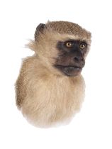 Taxidermy: Vervet Monkey (Chlorocebus pygerythrus), circa early 21st century, a high quality adult