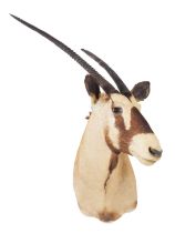 Taxidermy: Gemsbok Oryx (Oryx gazella), circa late 20th century, South Africa, a large adult male