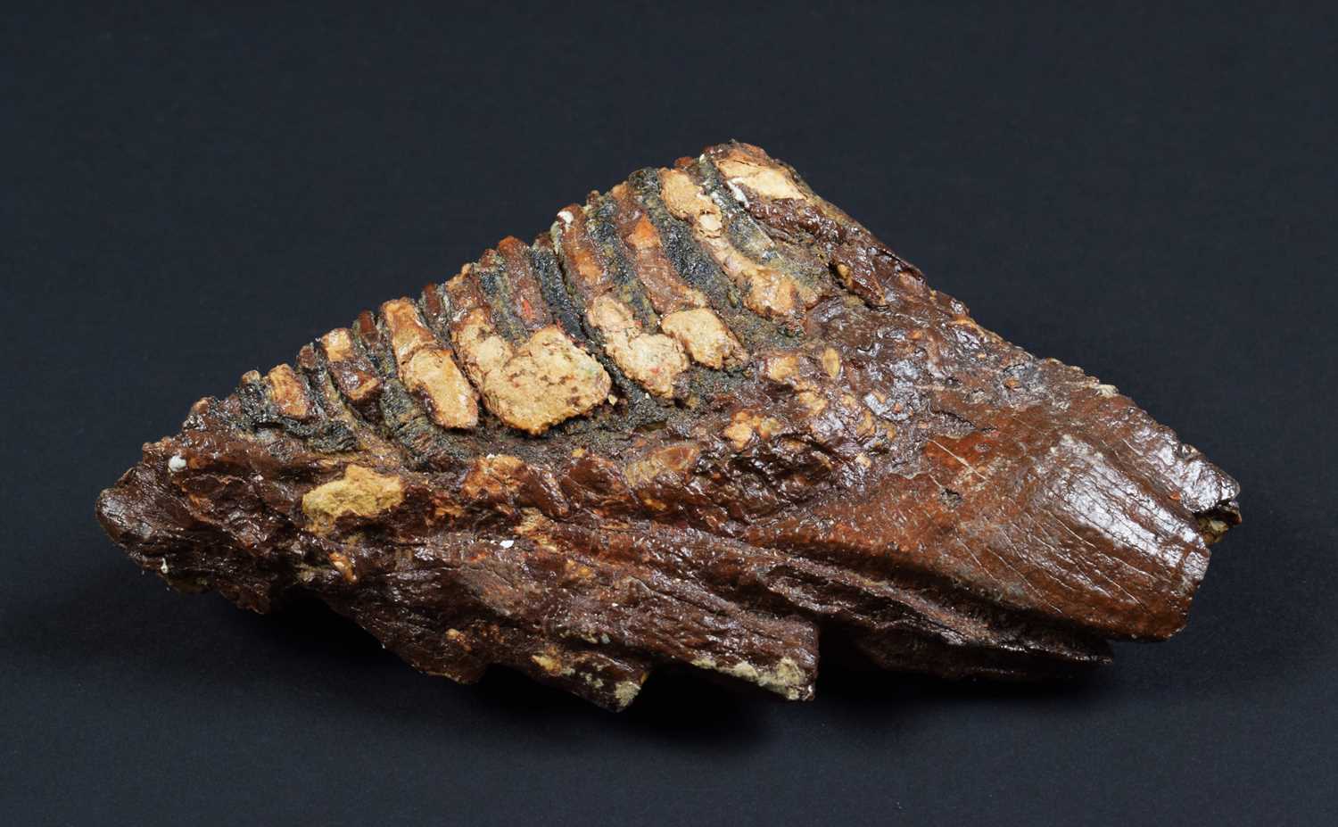 Natural History: A Fossilized Mammoth Tooth (Mammuthus), approx 4000 years old, a preserved - Image 3 of 6