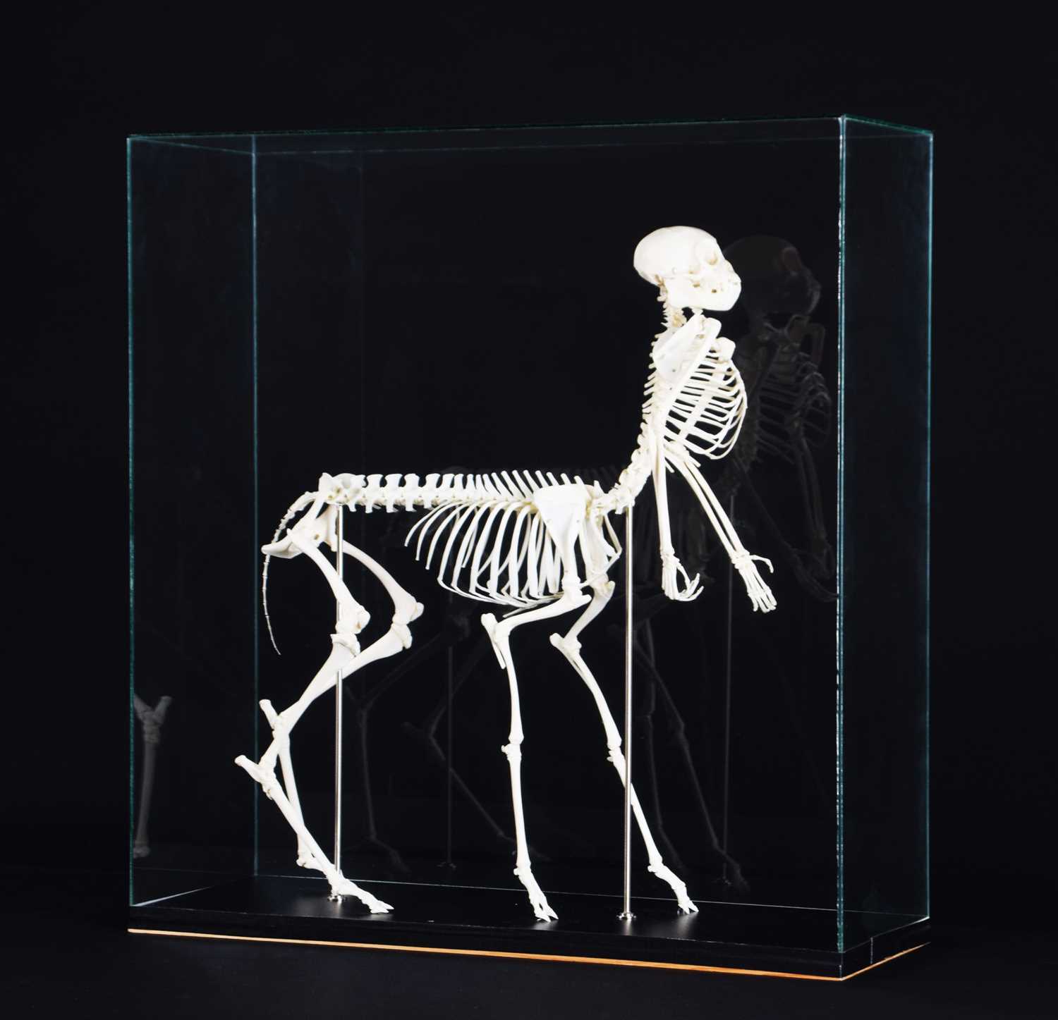 Skeletons/Anatomy: A Composed Centaur Skeleton, modern, a complete articulated skeleton of a - Image 2 of 8