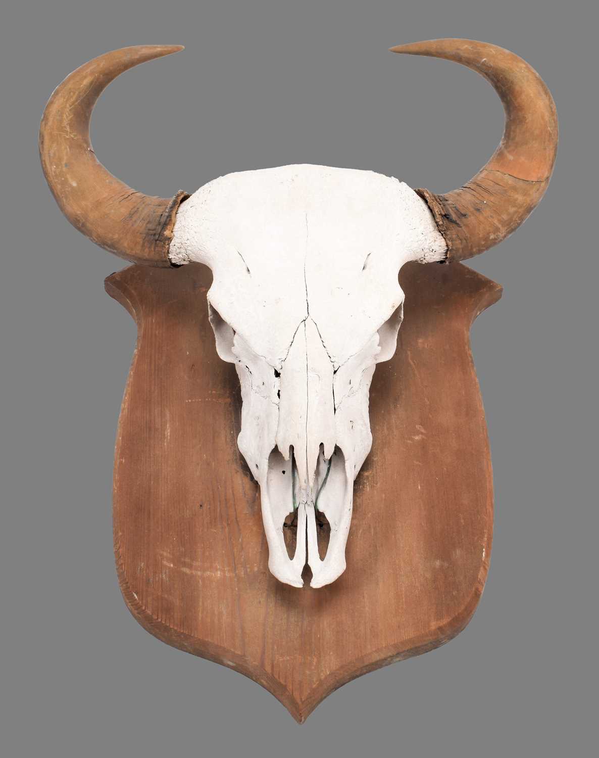 Antlers/Horns: Indian Gaur Buffalo (Bos gaurus gaurus), circa 1920-1930, India, a large set of adult