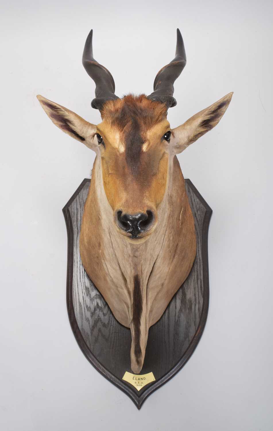 Taxidermy: East African Eland (Taurotragus oryx pattersonianus), dated 1909, British East Africa, - Image 3 of 7