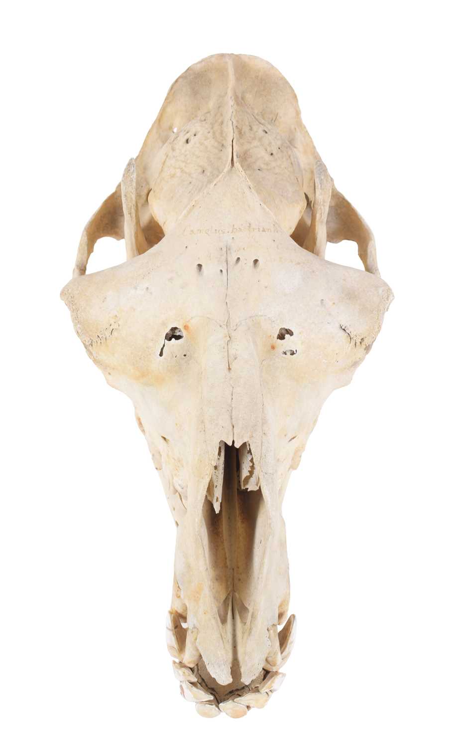 Skulls/Anatomy: Bactrian Camel Skull (Camelus bactrianus), circa early-mid 20th century, an - Image 4 of 5