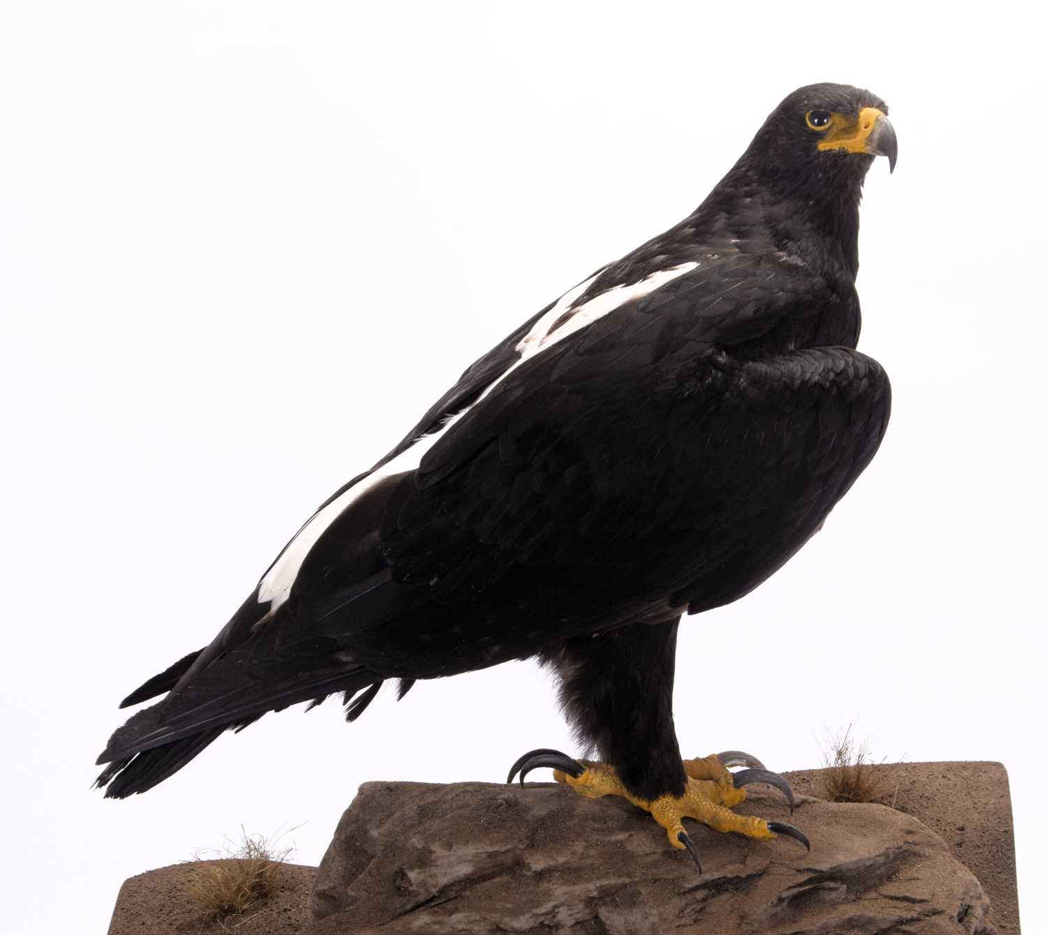 Taxidermy: A Cased Verreaux's Eagle (Aquila verreauxii), captive bred, dated 2023, by Carl Church, - Image 4 of 8