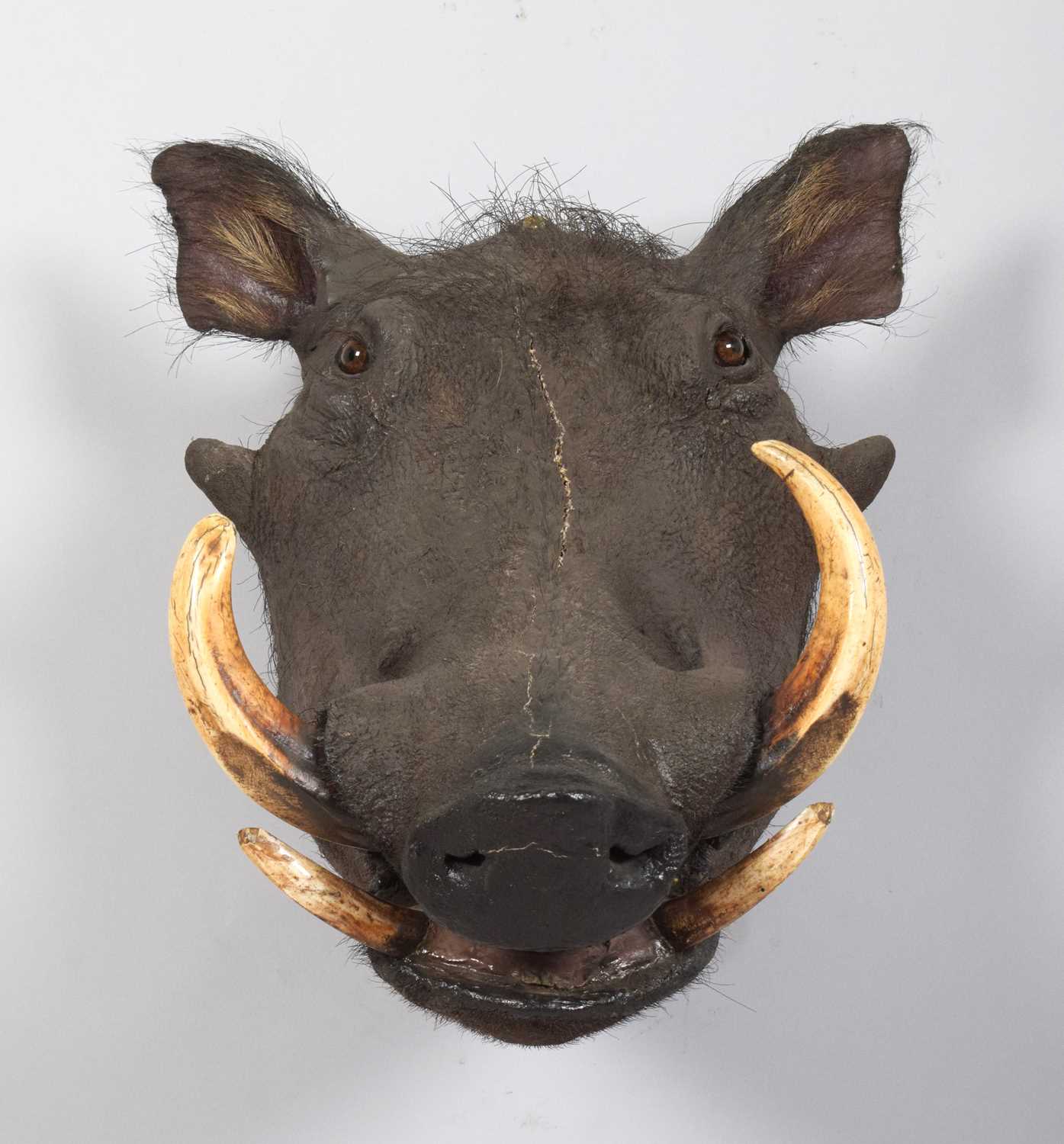 Taxidermy: Common Warthog (Phacochoerus africanus), circa 1923-1924, by Rowland Ward Ltd, "The - Image 2 of 5