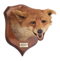 Taxidermy: Red Fox Mask (Vulpes vulpes), dated 1937, by Peter Spicer & Sons, Taxidermists,