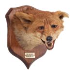 Taxidermy: Red Fox Mask (Vulpes vulpes), dated 1937, by Peter Spicer & Sons, Taxidermists,