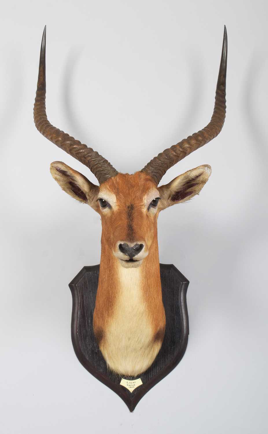 Taxidermy: Red Lechwe (Kobus leche), dated 1920, Kafue, Zambia, by Rowland Ward Ltd, "The Jungle", - Image 3 of 8