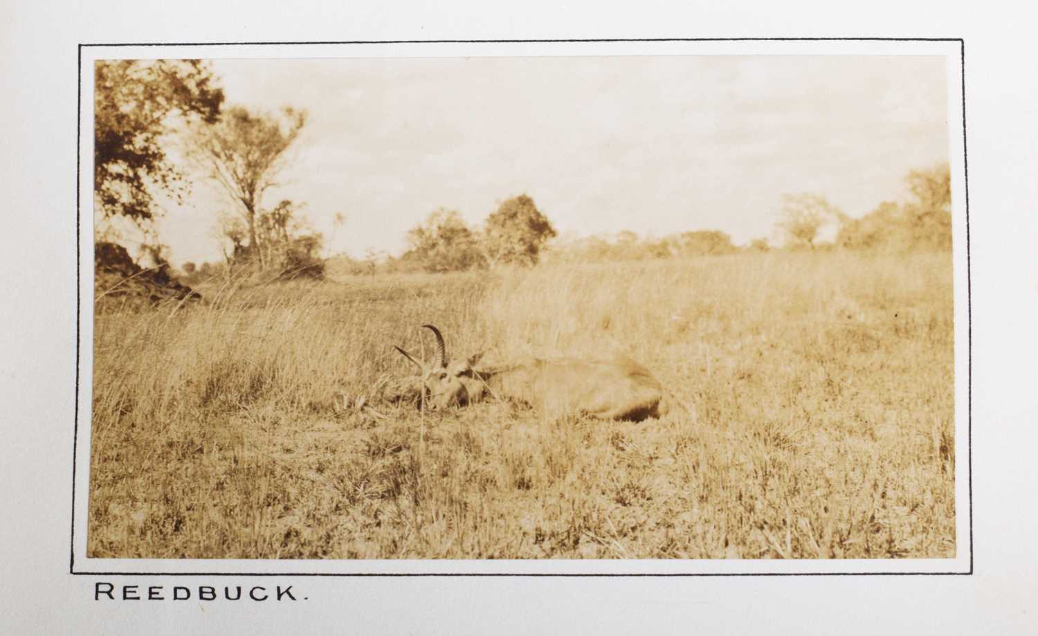 Taxidermy: Common Reedbuck (Redunca arundinum), dated 1920, Kafue, Zambia, by Rowland Ward Ltd, "The - Image 6 of 8