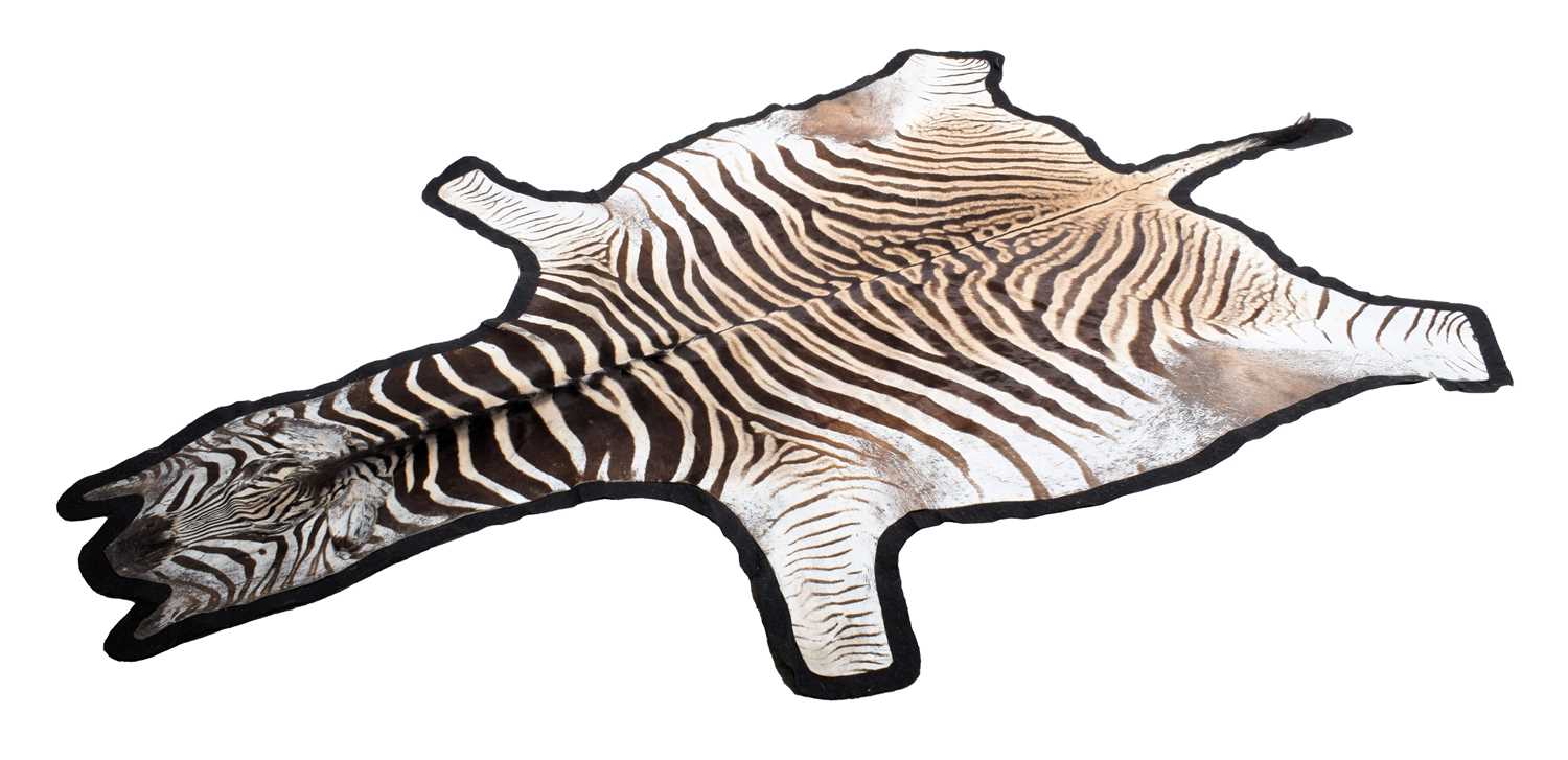 Skins/Hides: Burchell's Zebra Skin (Equus quagga), 21st century, South Africa, an adult Burchell's/ - Image 2 of 3