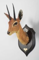 Taxidermy: Central Oribi (Ourebia hastata), dated 1920, Kafue, Zambia, by Rowland Ward Ltd, "The