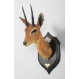 Taxidermy: Central Oribi (Ourebia hastata), dated 1920, Kafue, Zambia, by Rowland Ward Ltd, "The