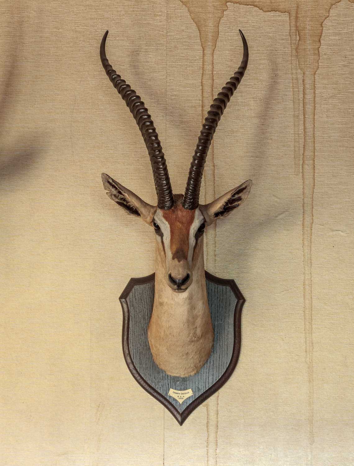 Taxidermy: Southern Grant's Gazelle (Nanger granti), dated 1909, British East Africa, by Rowland - Image 6 of 6