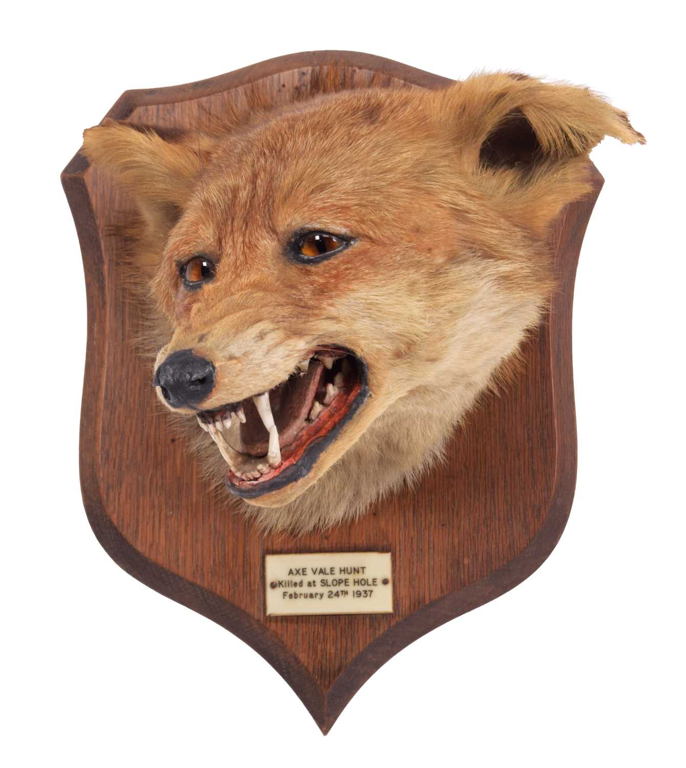 Taxidermy: Red Fox Mask (Vulpes vulpes), dated 1937, by Peter Spicer & Sons, Taxidermists, - Image 2 of 5