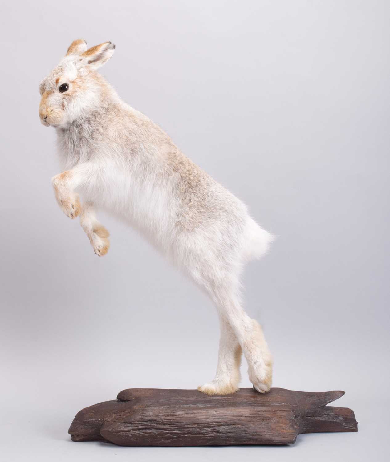 Taxidermy: Scottish Mountain Hare (Lepus timidus), modern, by Brian Lancaster, Taxidermy, Bedale, - Image 2 of 6