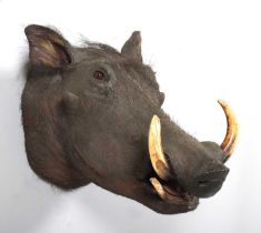 Taxidermy: Common Warthog (Phacochoerus africanus), circa 1923-1924, by Rowland Ward Ltd, "The