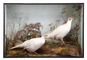 Taxidermy: A Cased Pair of White Pheasants (Phasianus colchicus), circa 1883-1925, by H.N.