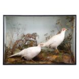 Taxidermy: A Cased Pair of White Pheasants (Phasianus colchicus), circa 1883-1925, by H.N.